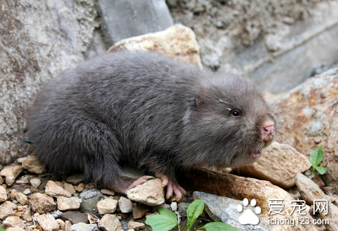 养殖竹鼠需要什么条件 规模化基地选择的原则