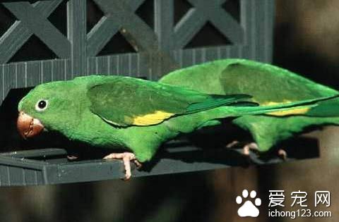 金丝翅鹦鹉怎么样 金丝翅鹦鹉饲养注意的地方