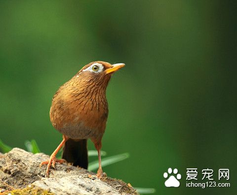 画眉鸟怎么养 画眉鸟饲养需要注意的事项