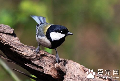 大山雀怎么养 大山雀饲养需要注意的事项