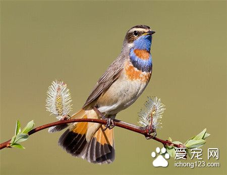 蓝点颏怎么养 蓝点颏饲养需要注意的地方