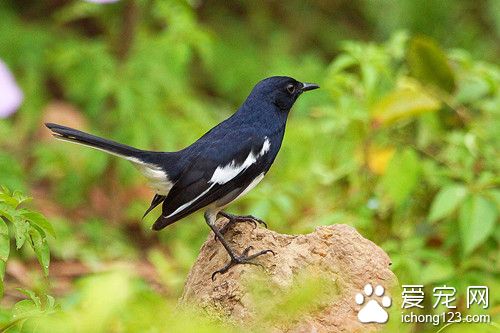 鹊鸲怎么养 鹊鸲饲养需要注意的地方