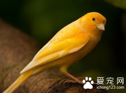 金丝雀怎么养 金丝雀饲养需要注意的事项