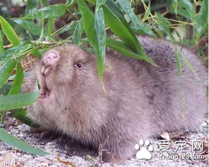 竹鼠养殖场建设图 竹鼠养殖场的布局原则