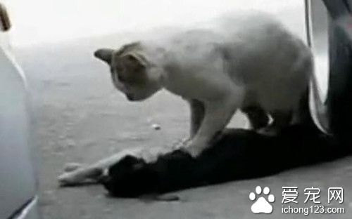 流浪猫抢救同伴一小时 猫咪哭泣的场景让人心碎