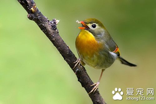 红嘴相思鸟怎么养 红嘴相思鸟饲养注意地方