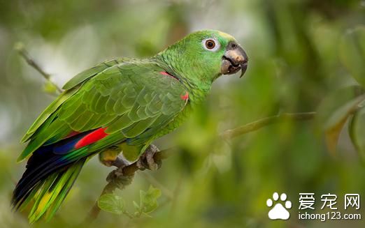 黄冠亚马逊鹦鹉怎么养 黄冠亚马逊鹦鹉饲养方法