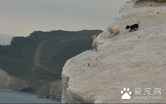 黑狗发疯乱叫主人也不管 最后居然逼得它们跳海身亡