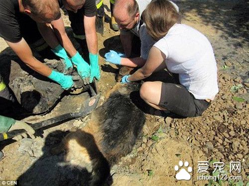 狗睡错地方差点把自己融在水泥里 费好大劲才挖它出来