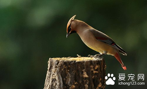 太平鸟怎么养 太平鸟饲养需要注意的事项