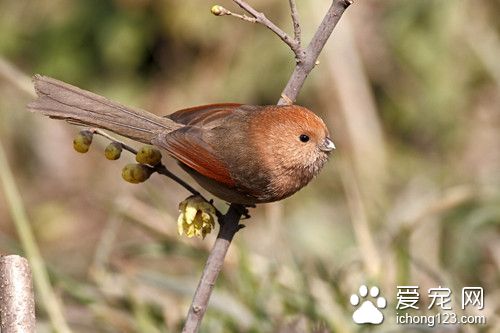 棕头鸦雀吃什么 棕头鸦雀饲养需要注意的地方