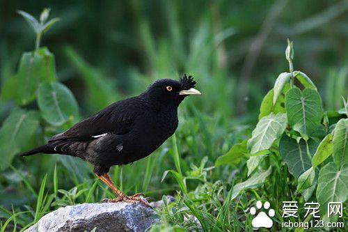 八哥怎么养才会说话 八哥饲养需要注意的事项