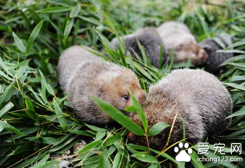 竹鼠养殖条件 竹鼠养殖圈舍建造的基本条件