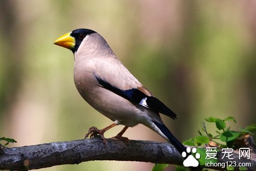 黑头蜡嘴雀怎么饲养 黑头蜡嘴雀饲养注意地方