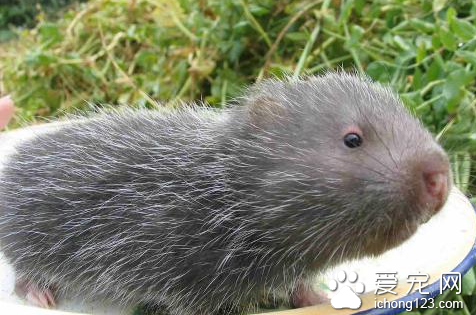 竹鼠有多少种品种 详解竹鼠的品种特性