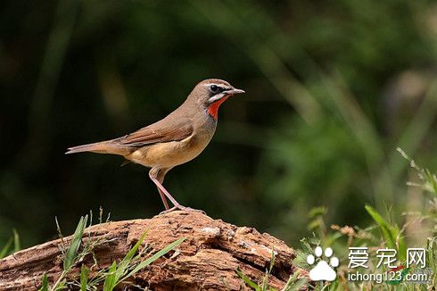 红点颏怎么换食 红点颏饲养需要注意的地方