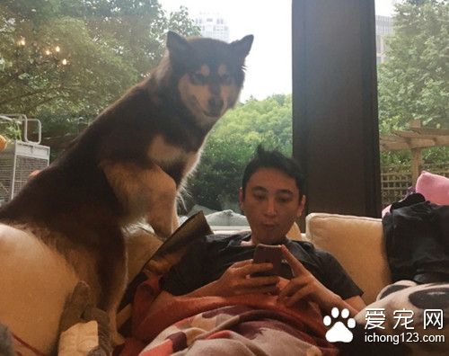 王思聪家狗狗的日常 真是人过的不如狗