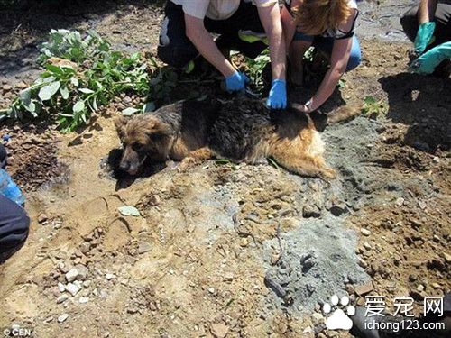 狗睡错地方差点把自己融在水泥里 费好大劲才挖它出来