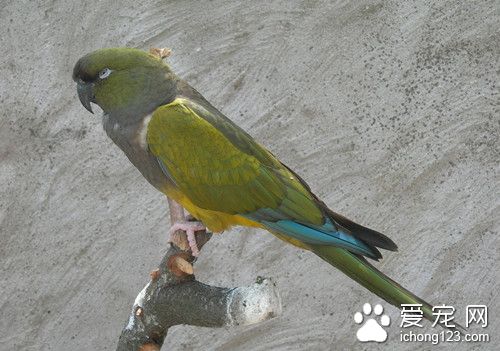 掘穴鹦鹉怎么养 掘穴鹦鹉饲养需要注意地方