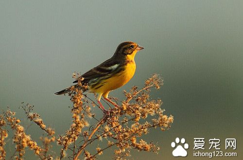 黄胸鹀怎么养 黄胸鹀饲养需要注意的地方