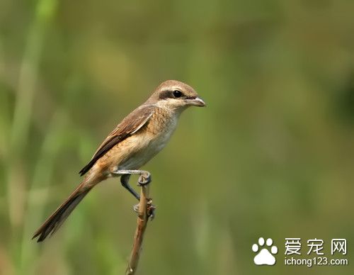 红尾伯劳怎么养 红尾伯劳饲养注意的地方