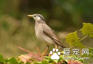 灰椋鸟怎么养 灰椋鸟饲养需要注意的事项