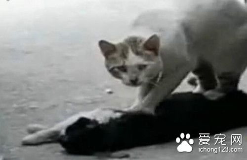 流浪猫抢救同伴一小时 猫咪哭泣的场景让人心碎