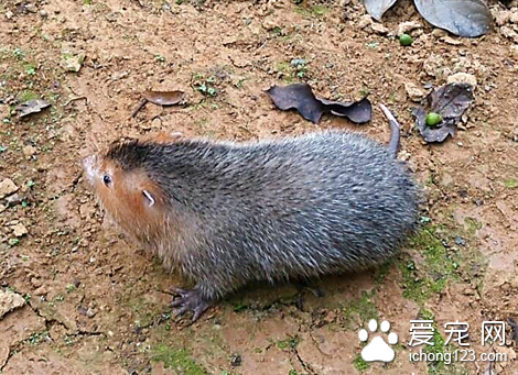 竹鼠的食性特点 竹鼠是一种单胃植食性动物