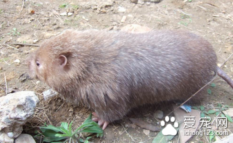 竹鼠的消化特点 它的食物多为粗糙含水分不多
