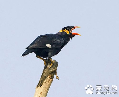 鹩哥怎么养 鹩哥饲养需要注意的几个方面