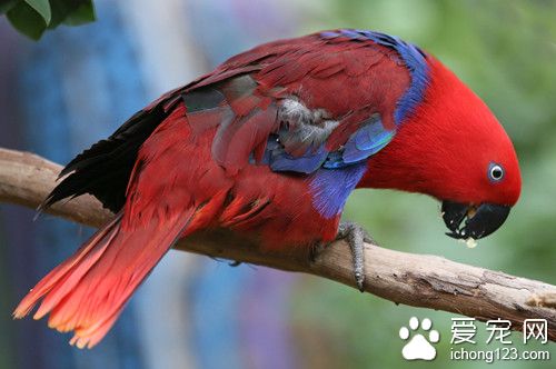 折衷鹦鹉怎么养 折衷鹦鹉饲养需要注意事项