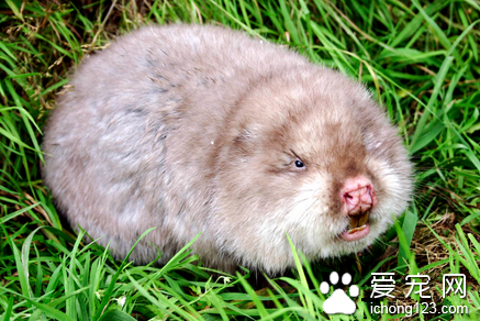 竹鼠的繁殖特征 生殖系统的成熟期约为一年左右