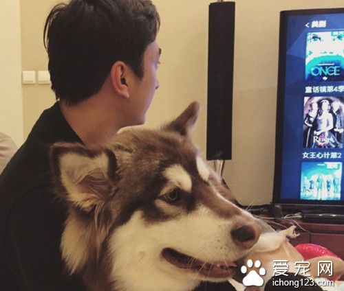 王思聪家狗狗的日常 真是人过的不如狗