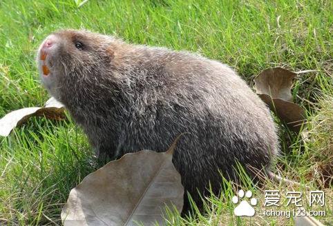 竹鼠的生活习性 是一种野生的特种经济动物