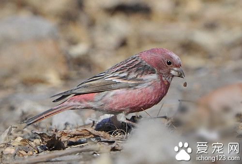 北朱雀怎么养 北朱雀饲养需要注意的事项