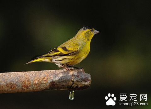 黄雀怎么养 黄雀饲养需要注意的事项