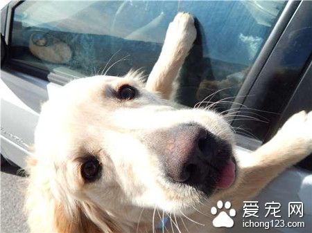 女驾驶发现途中有只落单黄金猎犬 停下车走不开