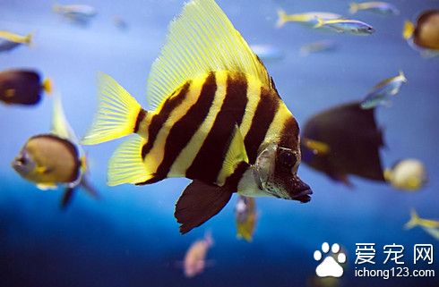 什么热带鱼比较好养 适合新手饲养的五种鱼