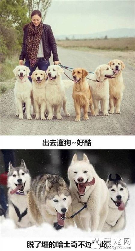 金毛pk二哈  唯美和傻的鲜明对比