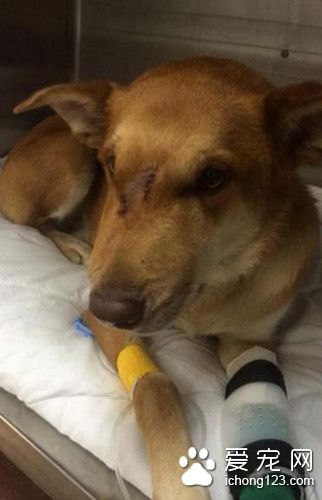 狗狗突然发狂对着男子脚边狂咬 只为救主人