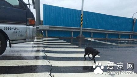一只黑狗淋雨坐在十字路口久久不走 只为等待主人