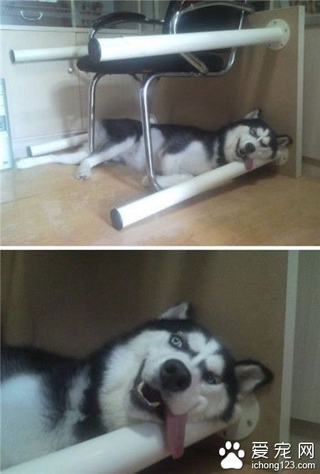 我一直很纳闷，哈士奇这种狗真的是那么二的吗？