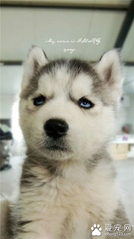 汪星人，分享一只不开心的二哈！