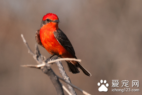 家养鸟的种类 主要有观赏型实用型鸣唱型