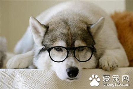 呆萌的哈士奇(*^__^*)