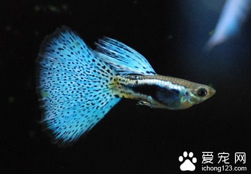 热带鱼肠炎怎么治疗 引起热带鱼肠炎的病因