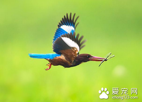 什么鸟寿命最长 安第斯山区的安第斯神鹰