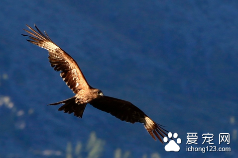 什么鸟的寿命最长 老鹰是世界上寿命最长的鸟