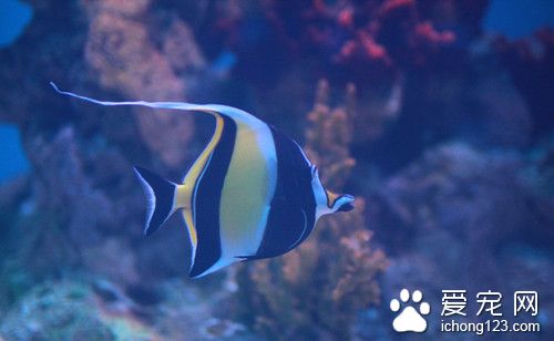 热带鱼适合的温度 两种热带鱼保温的方式