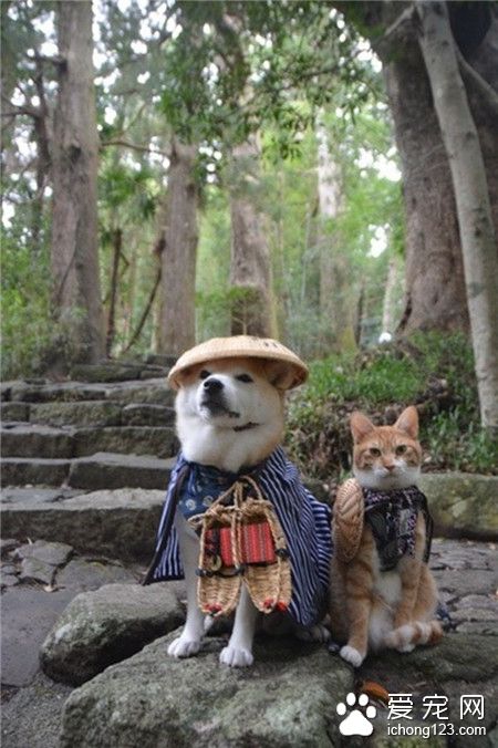 旅行不是人类的专利！柴犬与猫咪的组合！